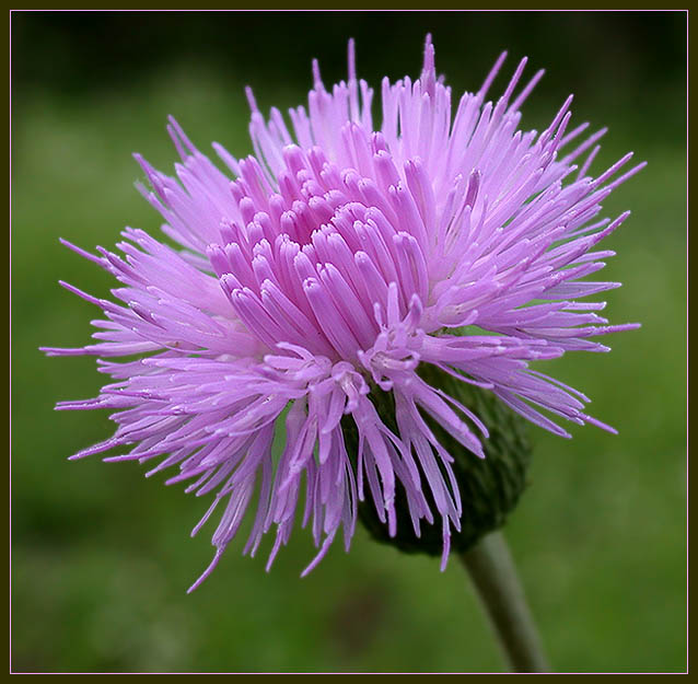 photo "Colors..." tags: macro and close-up, nature, flowers