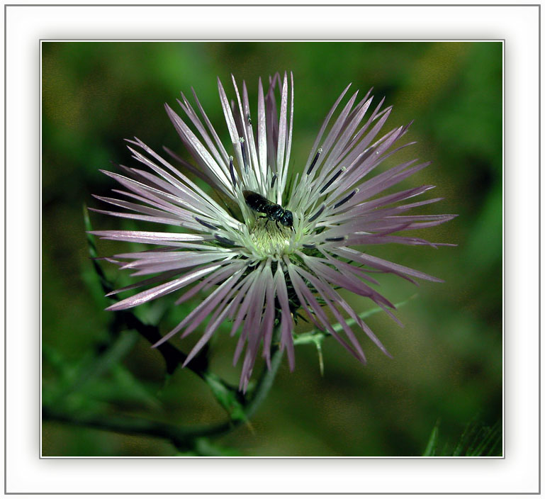 фото "The visitor" метки: разное, 