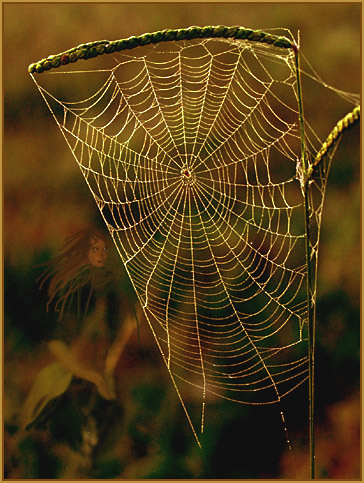 фото "The Harp in the Forest" метки: абстракция, фотомонтаж, 