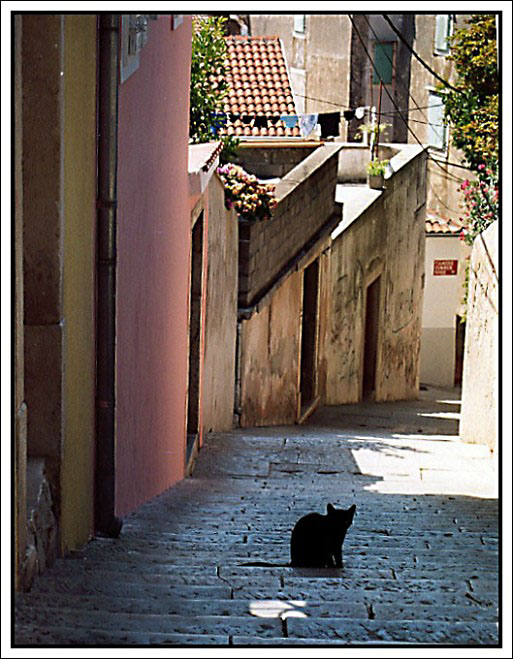 photo "The cat" tags: architecture, landscape, 