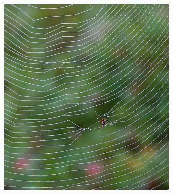 photo "The End" tags: nature, insect