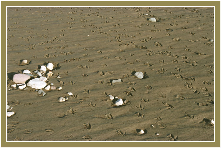 photo "gulls beach" tags: nature, wild animals