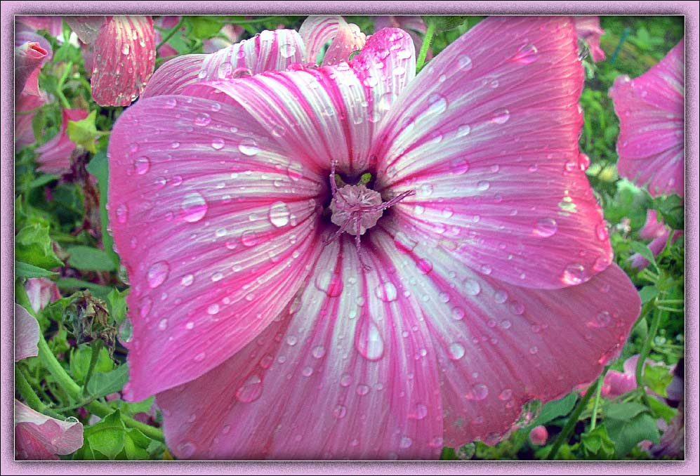 фото "Дождь и цветок" метки: природа, макро и крупный план, цветы