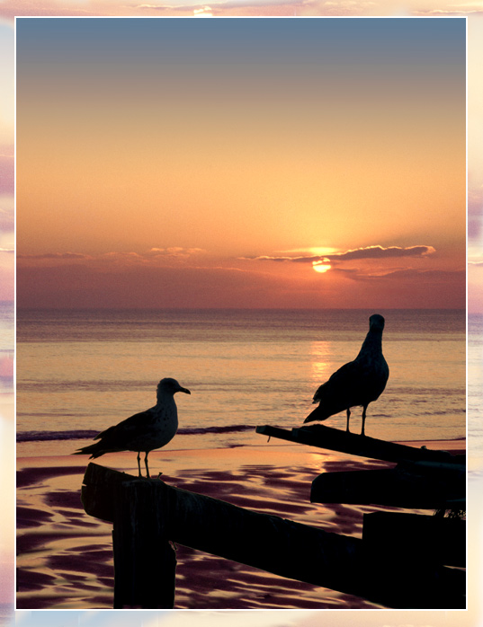 photo "Two sea gulls" tags: landscape, sunset