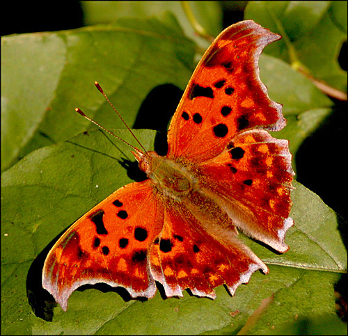 photo "Moth" tags: nature, 
