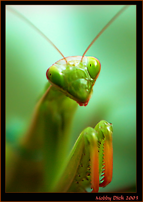 photo "portrait piligrimage 2" tags: nature, insect