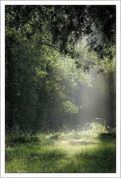 photo "***" tags: landscape, autumn, forest