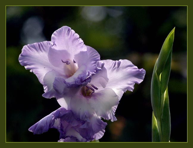 photo "Untitled photo" tags: nature, flowers