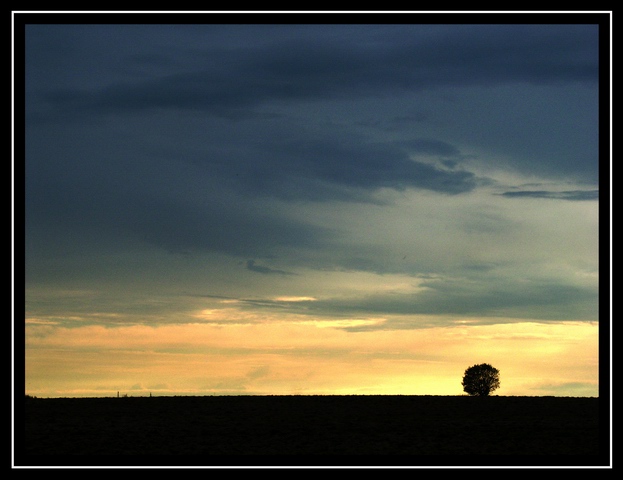 photo "Lonely tree. Moscow suburbs. August" tags: landscape, clouds, sunset