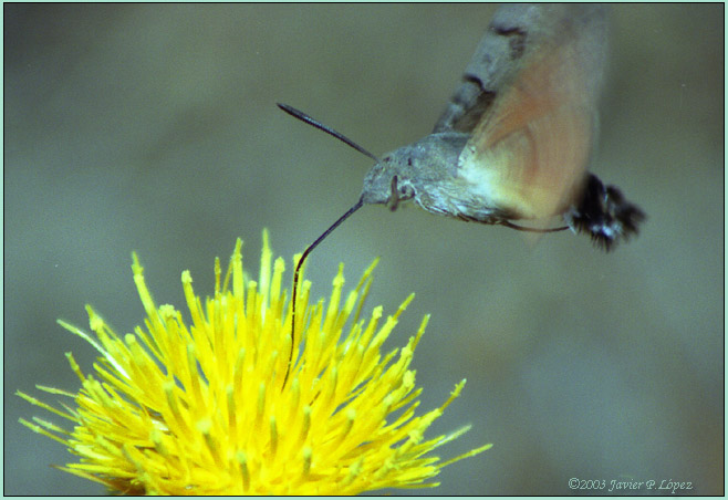 photo "Macroglossum stellatarum" tags: nature, macro and close-up, insect