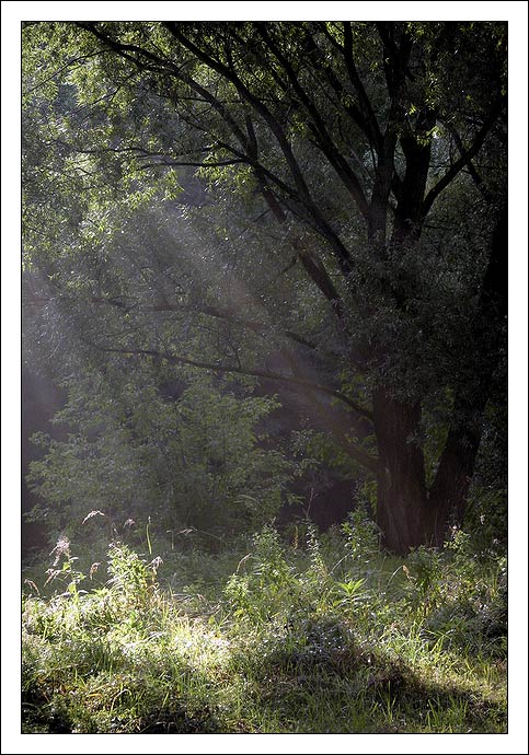 фото "Солнечный ливень" метки: пейзаж, лес, осень