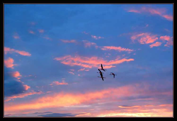 photo "Pink" tags: landscape, nature, sunset, wild animals