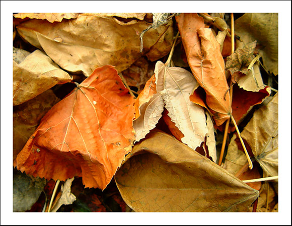 фото "Autumn Leaves" метки: природа, макро и крупный план, цветы