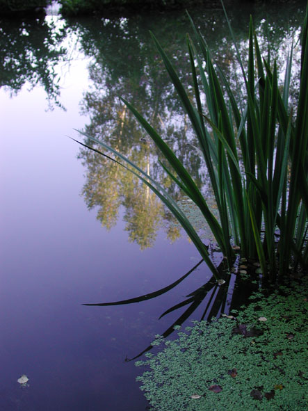 photo "Silence" tags: landscape, autumn
