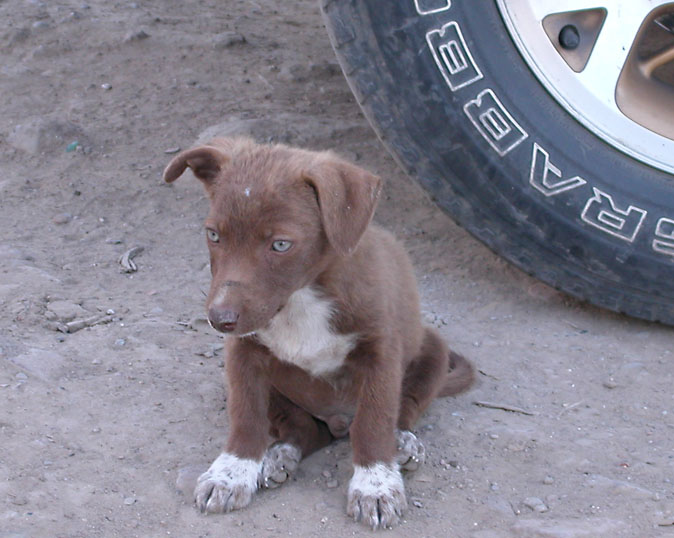 photo "The street philosopher" tags: nature, pets/farm animals