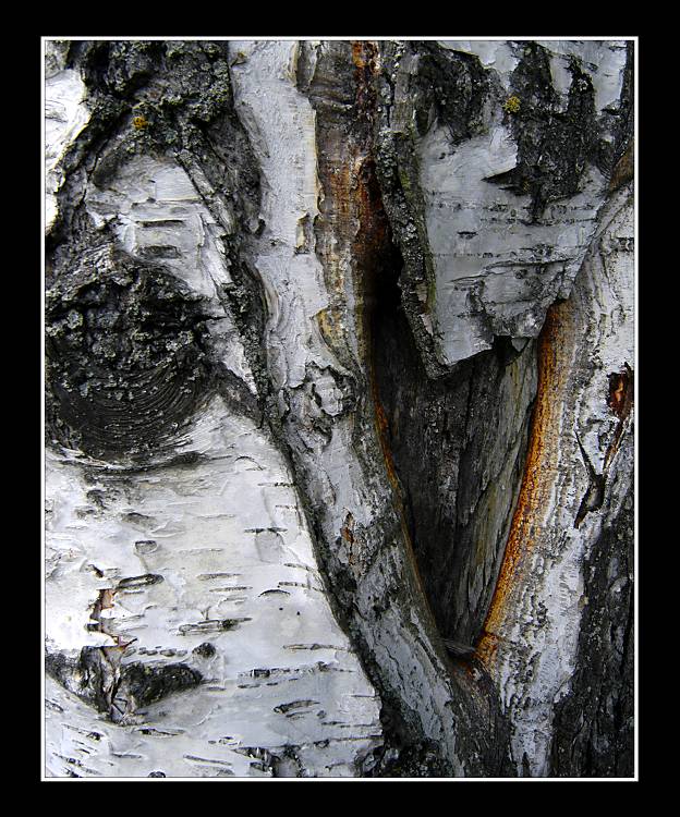 photo "Birch pattern" tags: abstract, 