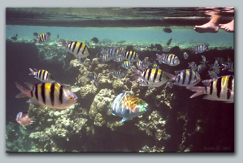 photo "The fisherman from the fishes point of view" tags: humor, underwater, 