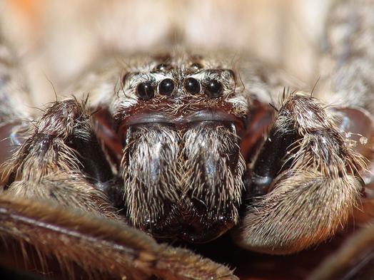 photo "Head On" tags: nature, insect