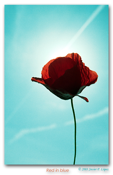 photo "Red in blue" tags: nature, macro and close-up, flowers