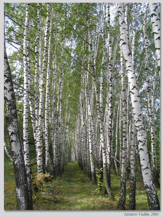 photo "Russian birches" tags: landscape, forest