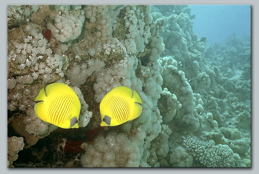photo "Let`s talk?" tags: travel, underwater, Africa