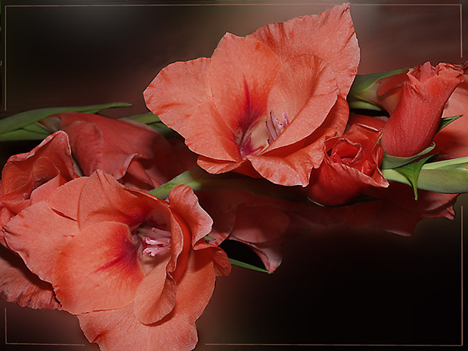 photo "Gladiolus" tags: nature, still life, flowers