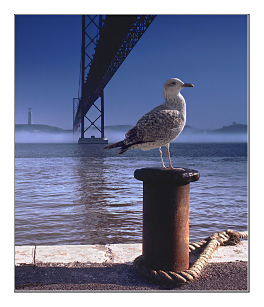 photo "Sea gull under the bridge" tags: nature, architecture, landscape, wild animals