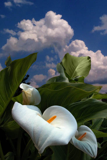 photo "Calla Lilies" tags: nature, flowers