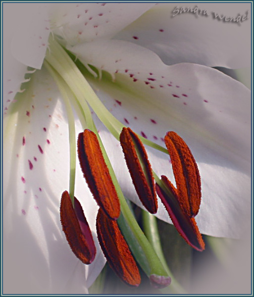 photo "lillystamen" tags: macro and close-up, 