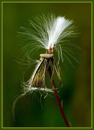 photo "Last Dance" tags: macro and close-up, nature, flowers