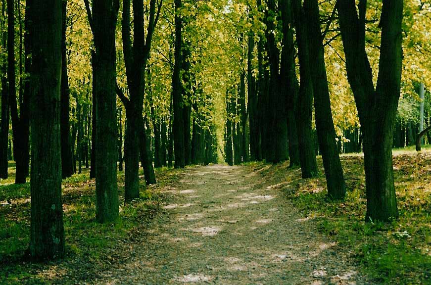 photo "walking away ..." tags: landscape, forest