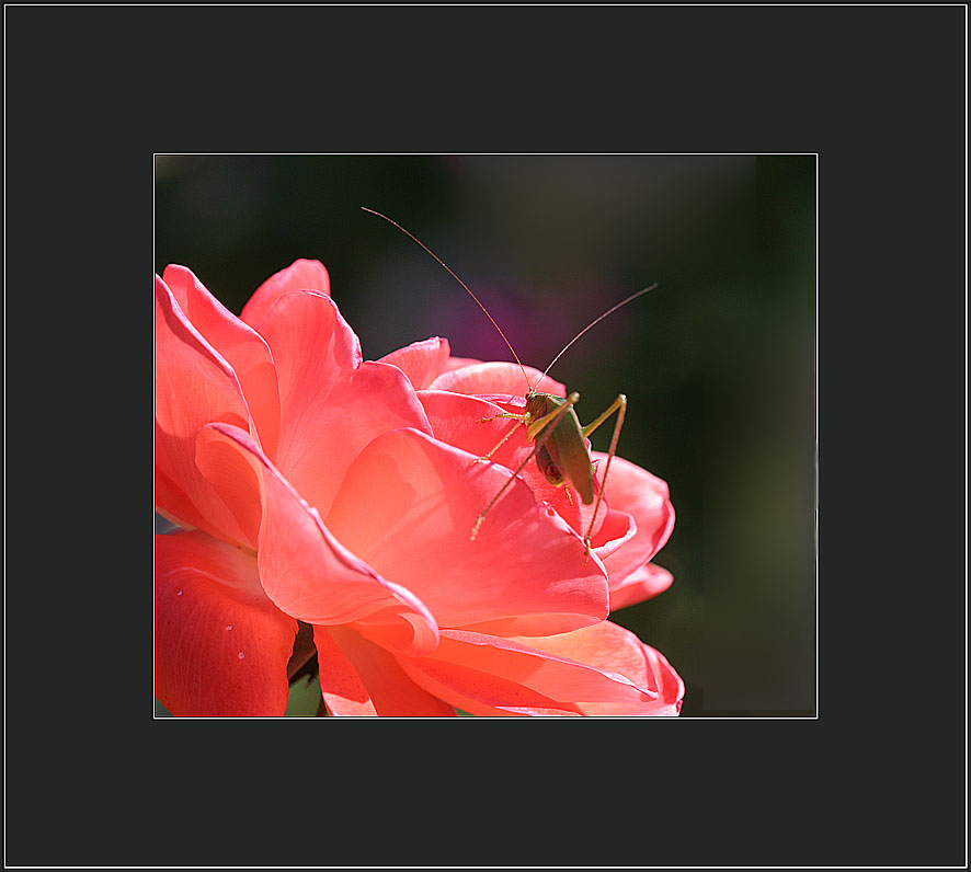 фото "Bug on a Rose" метки: макро и крупный план, природа, насекомое