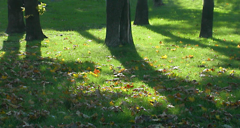 фото "Тени и листья" метки: природа, пейзаж, осень, цветы