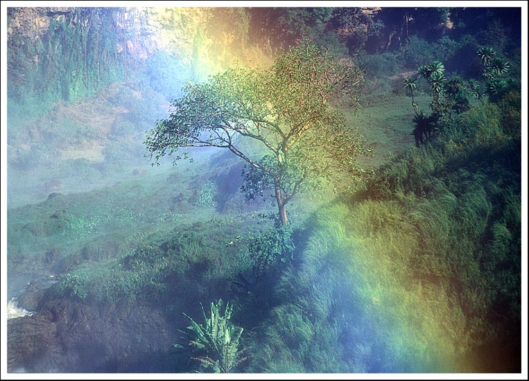 фото "Rainbow Tree" метки: путешествия, Африка