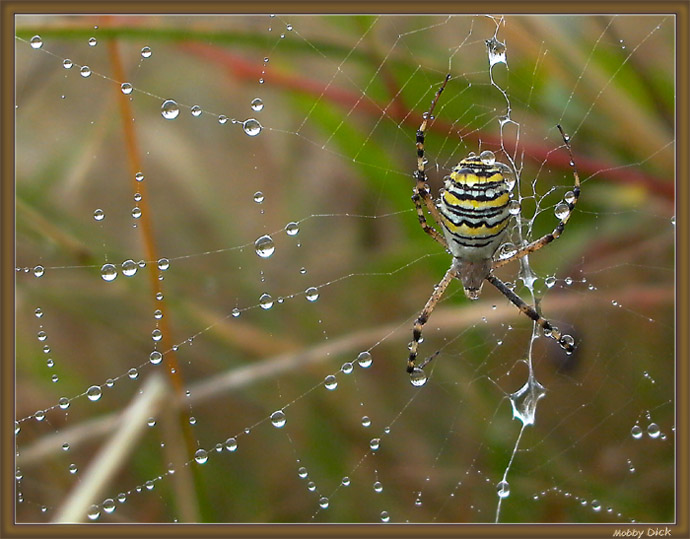 photo "autumns catch" tags: nature, insect