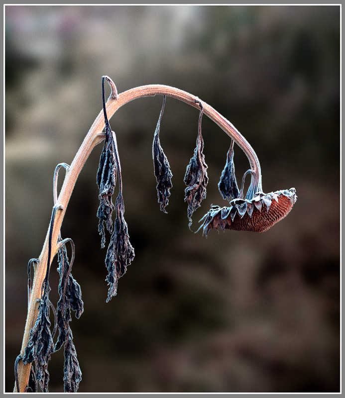 photo "Melancholy" tags: abstract, nature, flowers