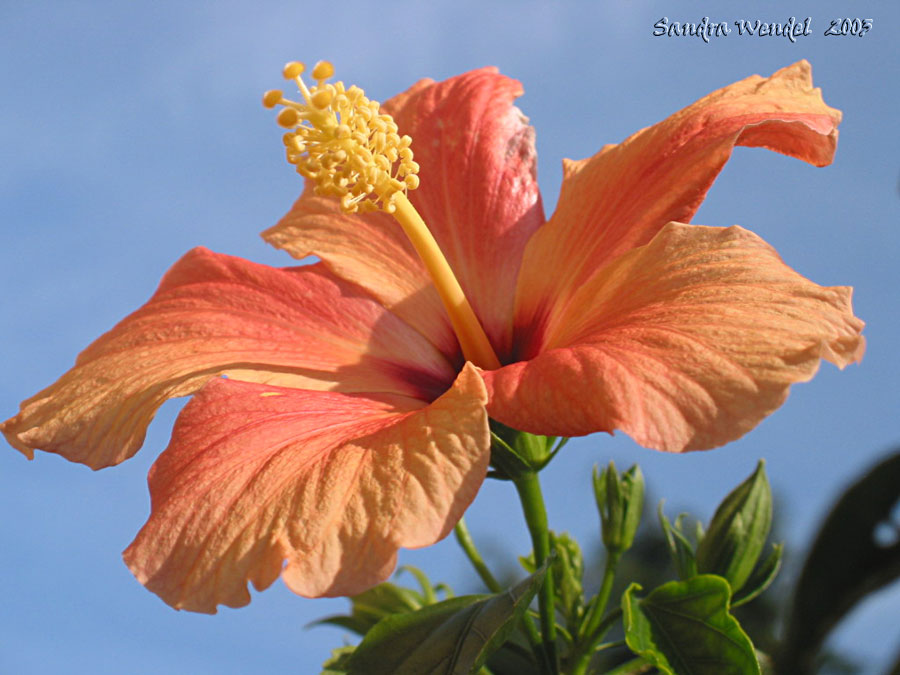 photo "Hawai-flower" tags: nature, flowers