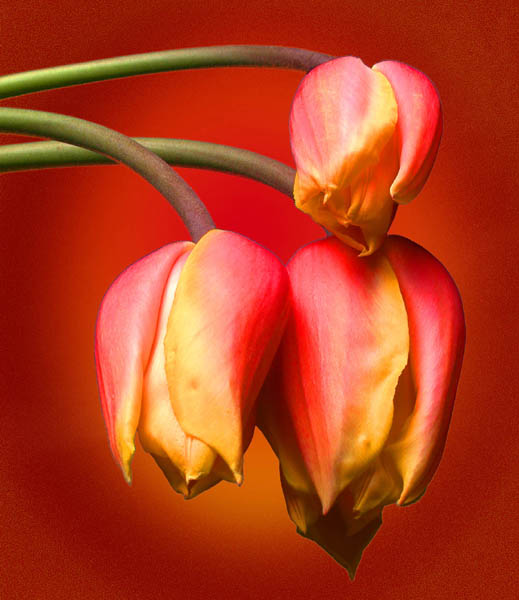 photo "Three Tulips" tags: nature, macro and close-up, flowers