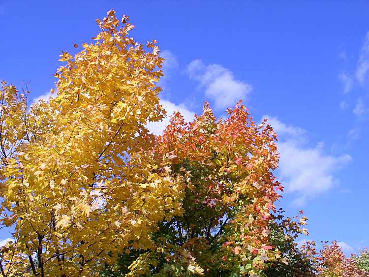 photo "Colours autumn (1)" tags: landscape, autumn