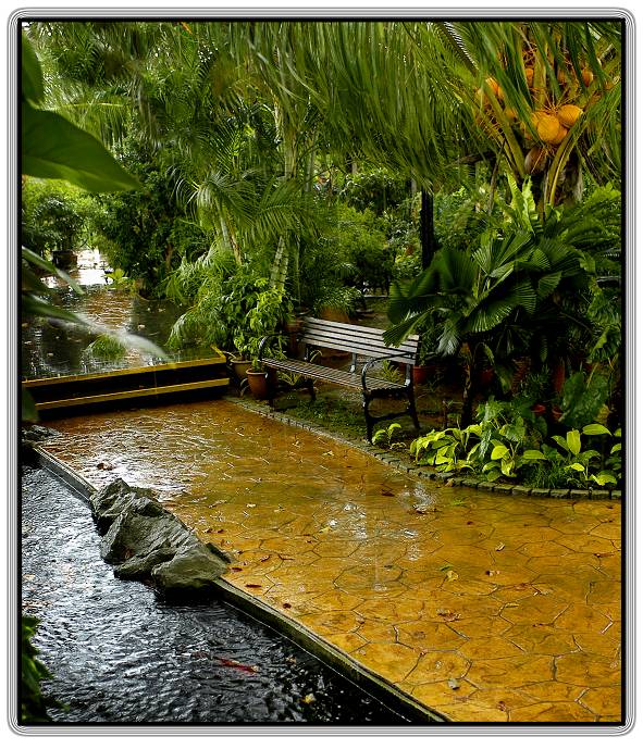 photo "Wet bench under tropical rain" tags: genre, 