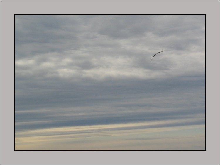 photo "Free" tags: landscape, nature, clouds, wild animals