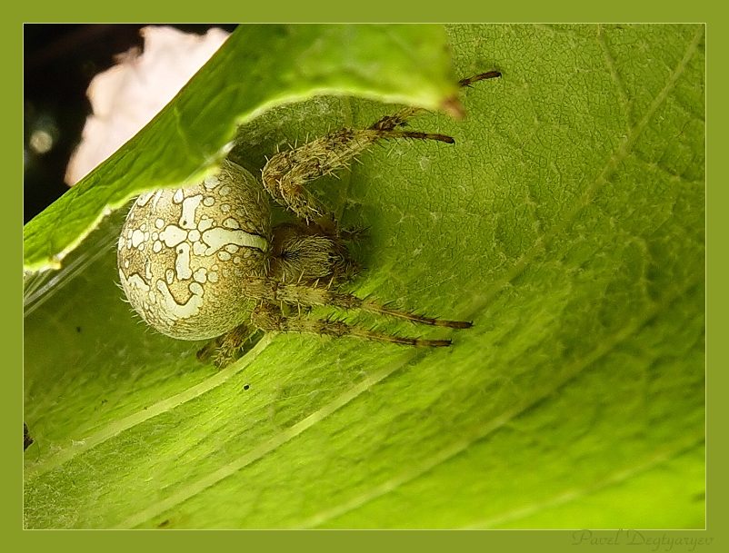 photo "Catcher" tags: nature, macro and close-up, insect