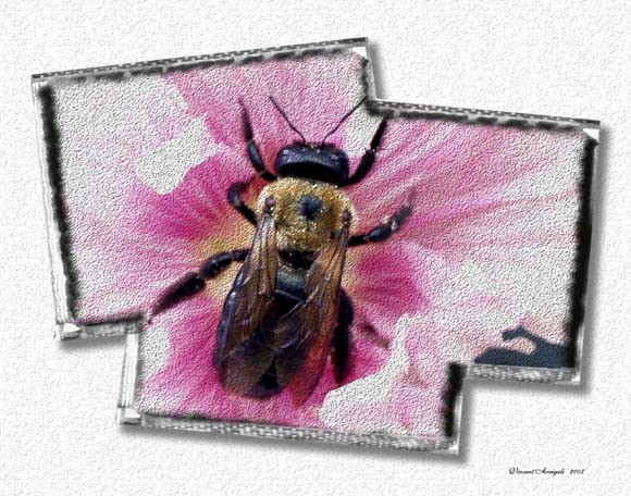 фото "The Bee in the Flower" метки: природа, макро и крупный план, насекомое