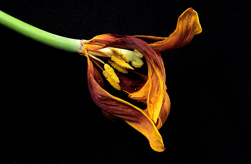 photo "Drying Tulip" tags: nature, macro and close-up, flowers
