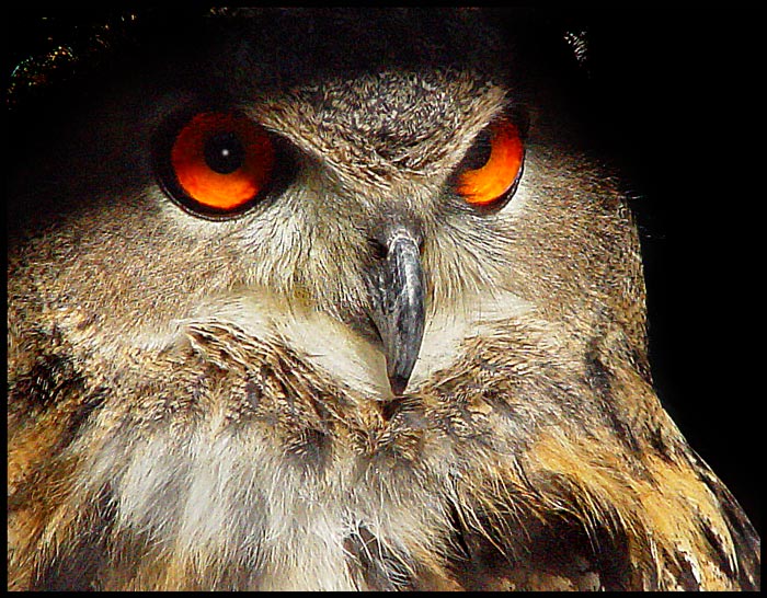 photo ""Watcher of the dark"" tags: nature, wild animals