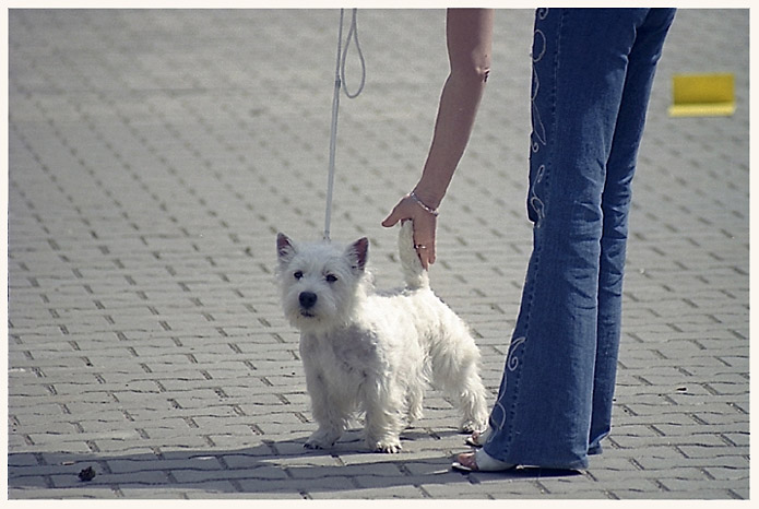 photo "Sketches from the dog`s exhibition #1" tags: genre, nature, pets/farm animals