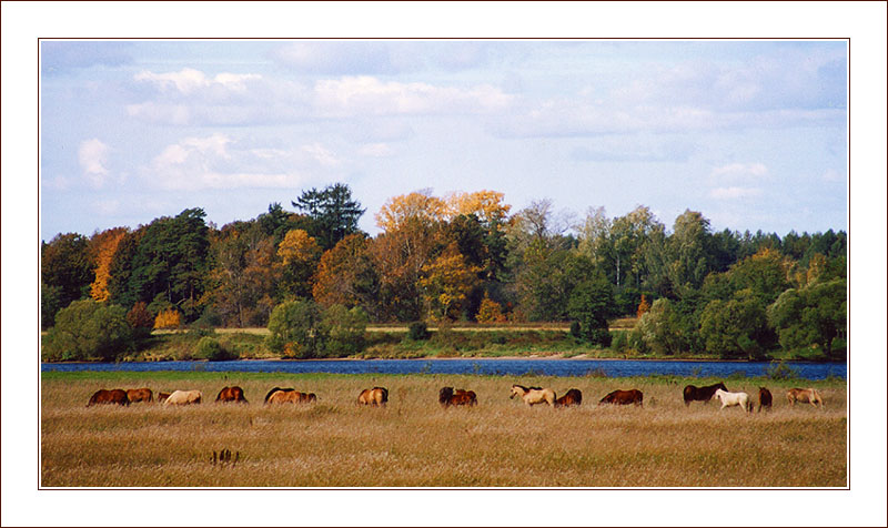 photo "Autumn pastorale" tags: landscape, autumn