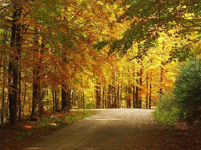 photo "Wood Walk" tags: landscape, autumn, forest