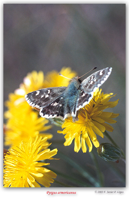 photo "Pyrgus armoricanus" tags: macro and close-up, nature, insect