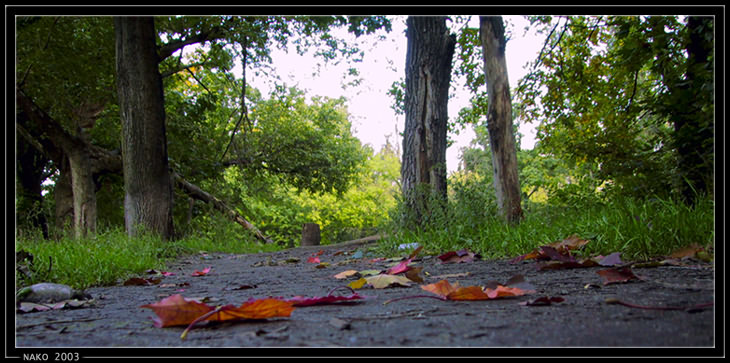 фото "Листопад" метки: пейзаж, природа, осень